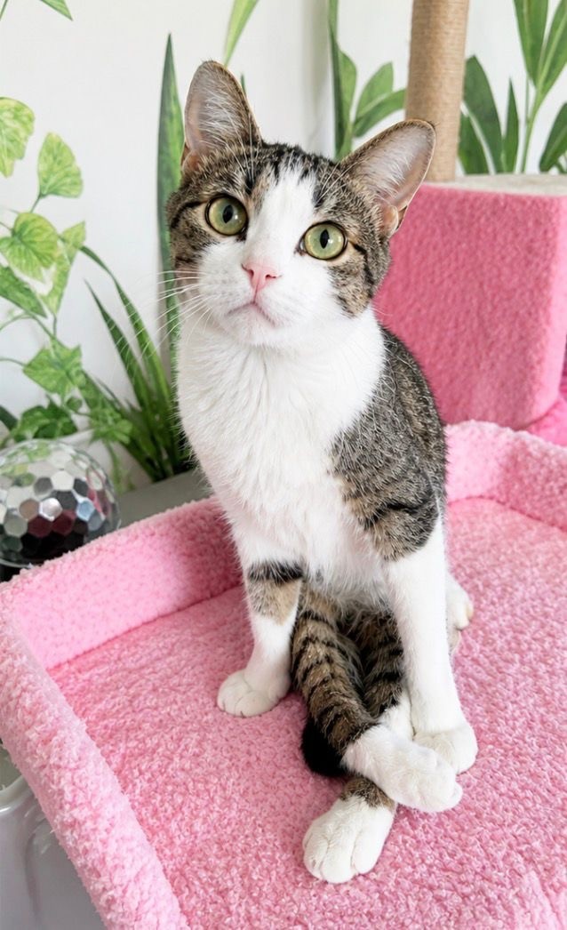 Bachè, a white tabby cat with big green eyes