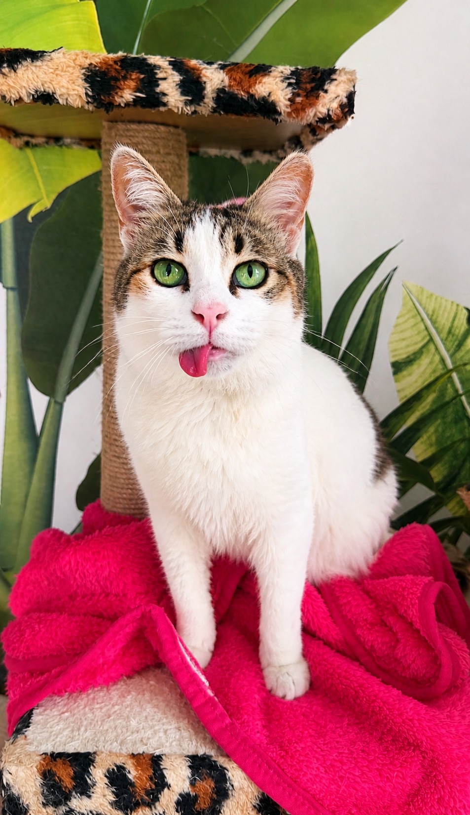 Honey, a calico cat
