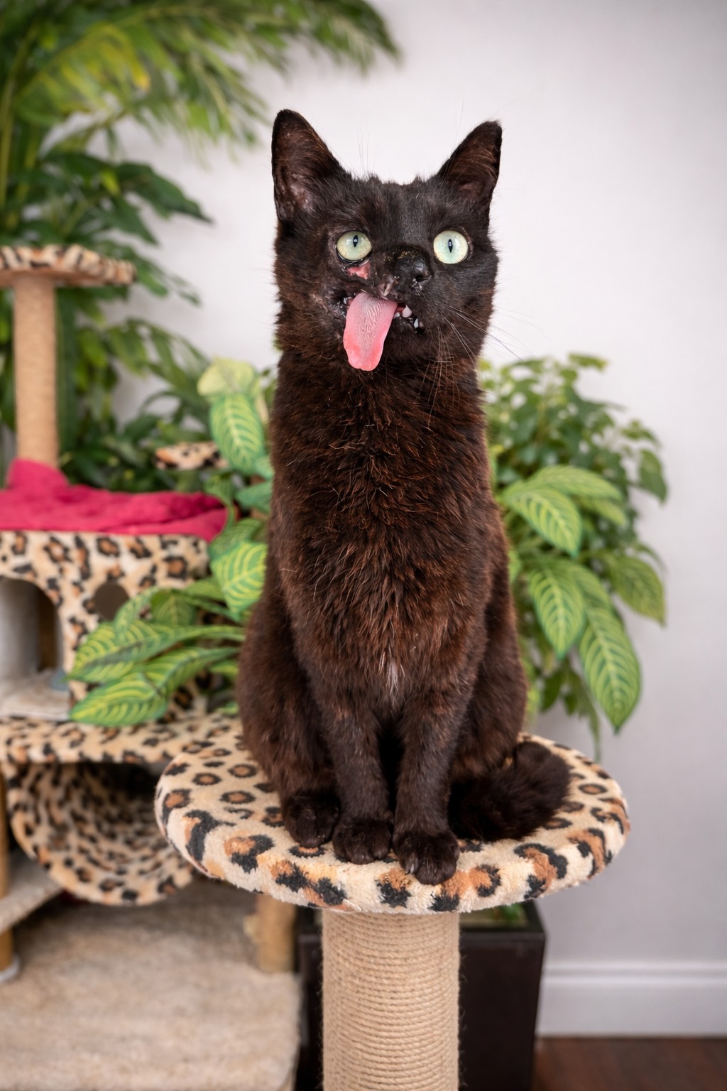 raven, a soft black cat