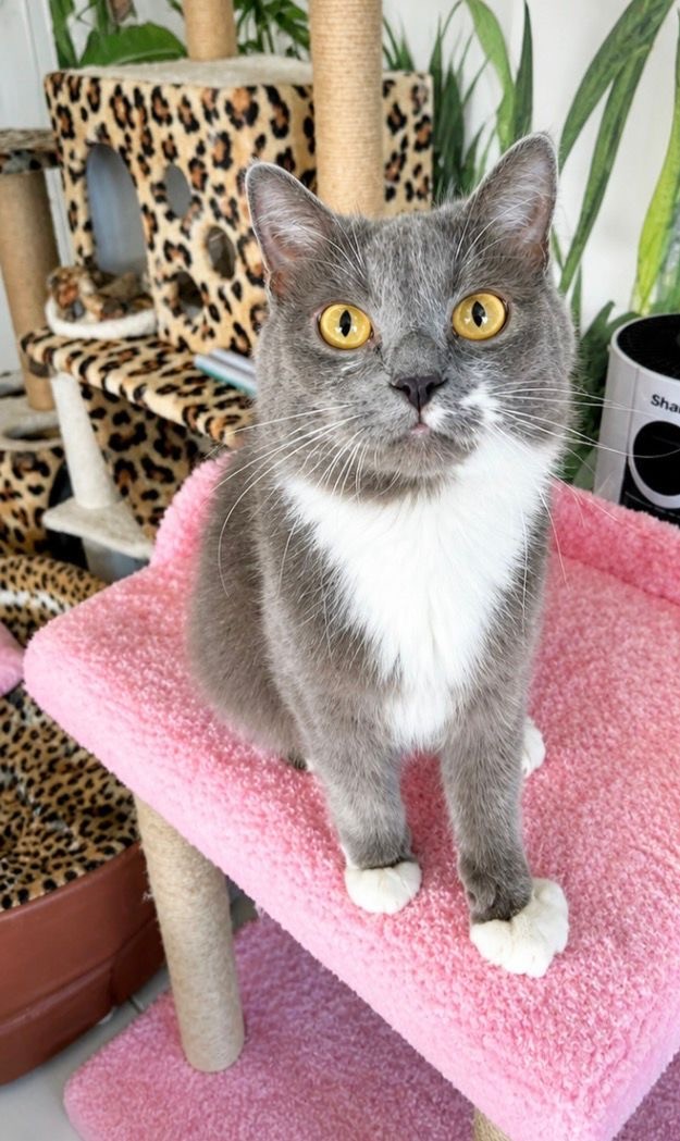 Yoshi, a grey tuxedo cat with white chest and paws